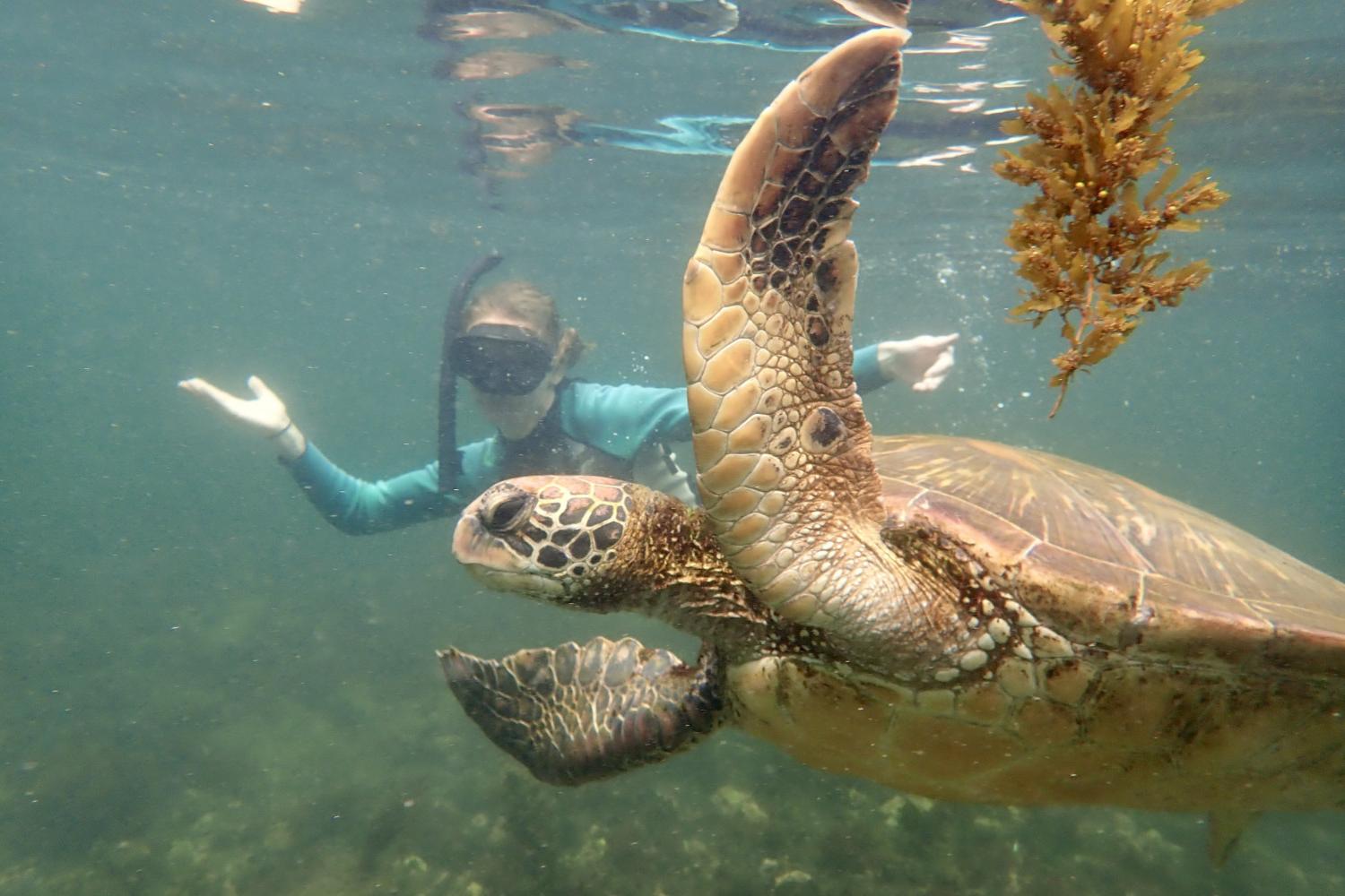 一名<a href='http://5jp.edidi.net'>全球十大赌钱排行app</a>学生在Galápagos群岛游学途中与一只巨龟游泳.